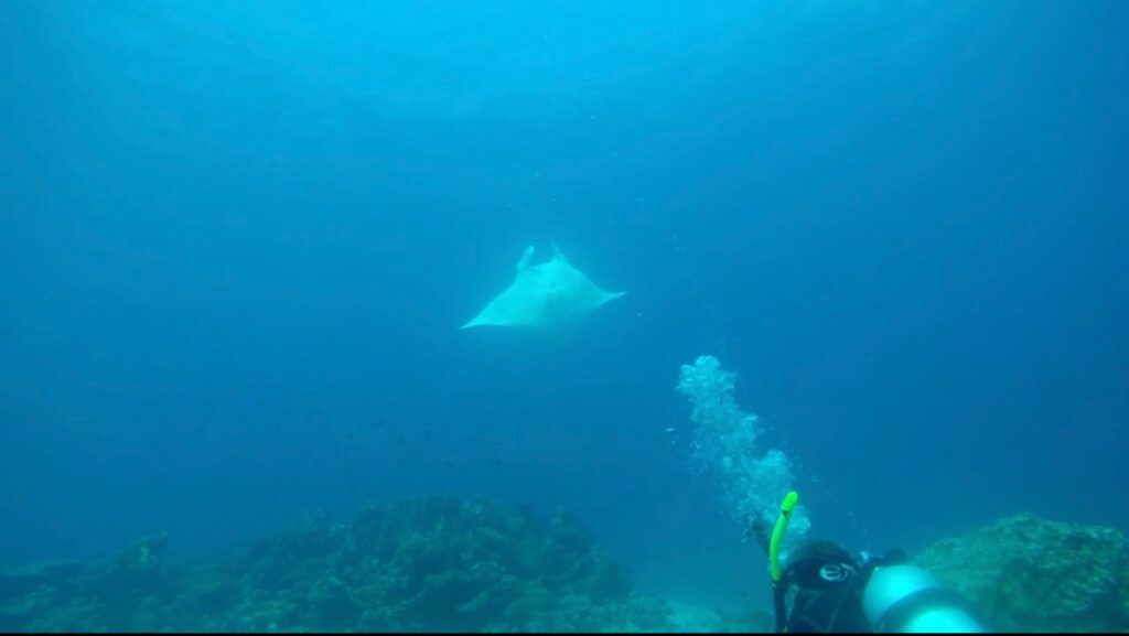 Manta - Maldivas