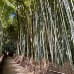 Bamboo Forest